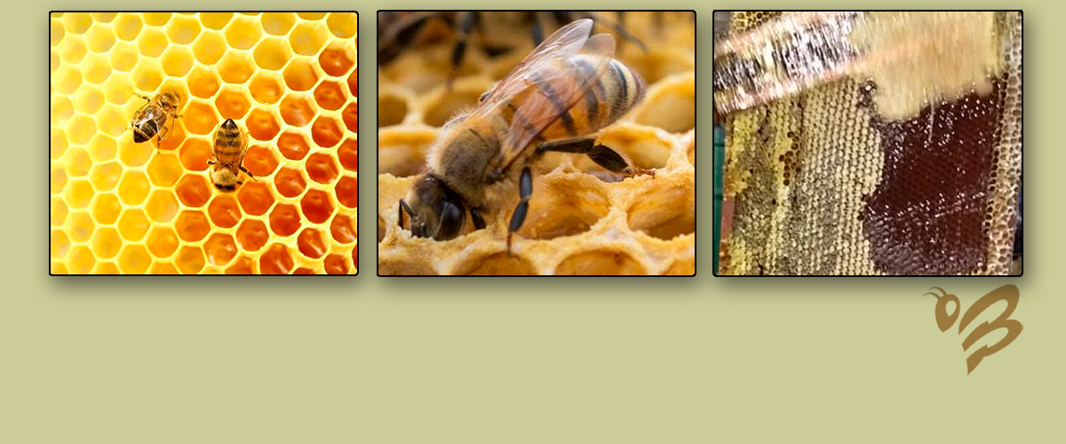 Miel de Ulmo Producción